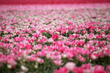 Beautiful bouquet of pink Tulips