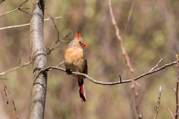 Female Cardinal in Tree