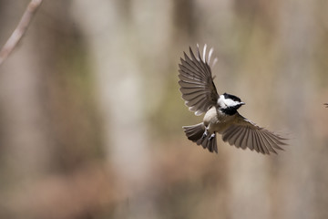 Chickadee in Flight
