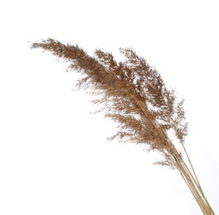dry common bulrush, isolated on white background © dule964