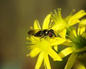 Mason Bee
