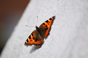 Fototapeta na wymiar Frühlingsboten - Schmetterling auf Stein