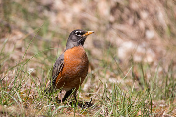 American Robin