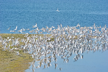 Flock of Arctic Terns
