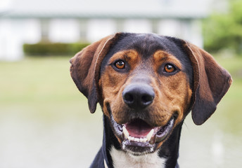 Happy Hound