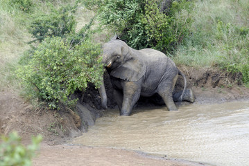 Hluluwe Imfolozi game reserve Natal South Africa