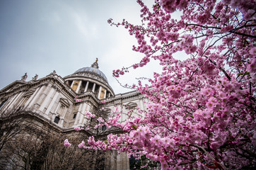 The prospect of the Saint Paul cathedral is enriched by the spring bloom of a prunus tree