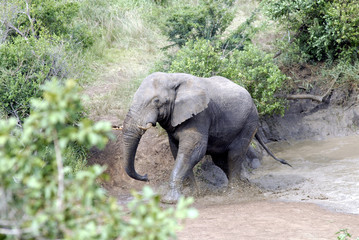 Hluluwe Imfolozi game reserve Natal South Africa