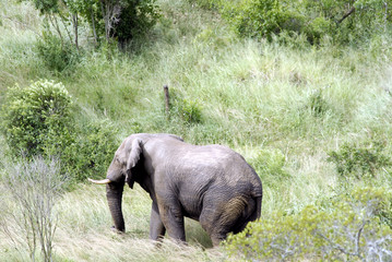 Hluluwe Imfolozi game reserve Natal South Africa