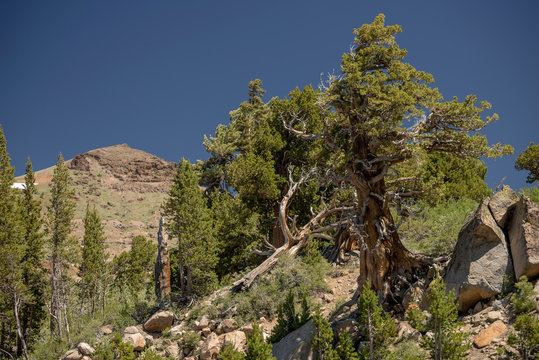 Lone Tree On Rocks