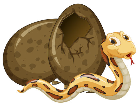 Rattlesnake hatching egg on white background