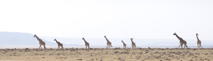Fototapeta premium Kenya Africa