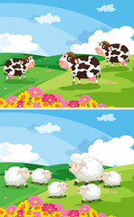 Obraz na płótnie Canvas Cows and sheeps in the fields