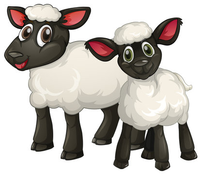 Two white lambs smiling