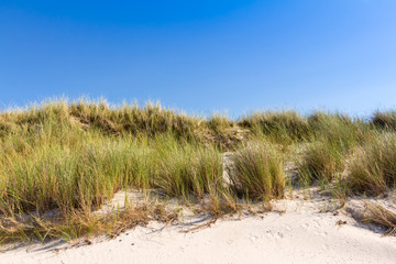 Fototapeta na wymiar Beach and dunes with beachgrass