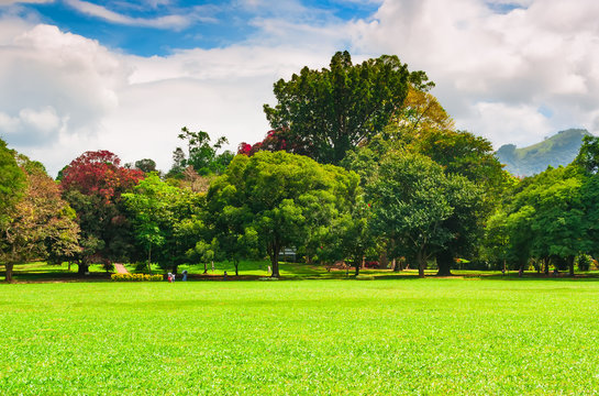 Summer Park With Green Lawn And Blue Cloudy Sky.