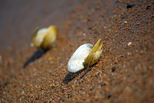 Anodonta anatina - River clam lying on wet sand