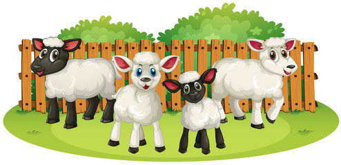 Four lambs on the farm