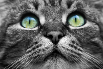 Nahaufnahme von dem Gesicht einer Katze in schwarz-weiß mit grün-blauen Augen