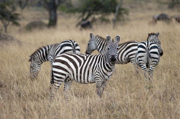 Fototapeta na wymiar Kenya, Africa