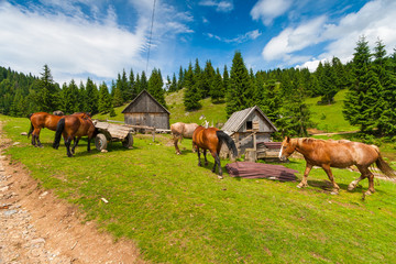 Plakat Horses on the hill Partia Piatra Graitoare in National Park Apuseni, Romania