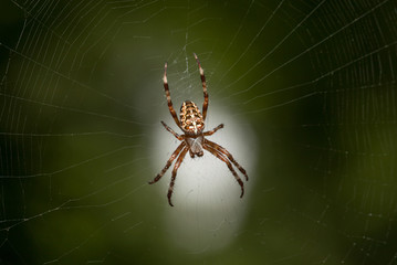 Spider