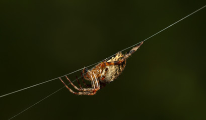 Spider side view