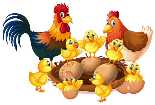 Chicken family on white background