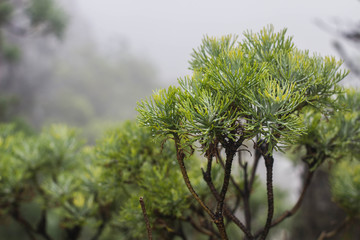 Tree on top of Table Mountain