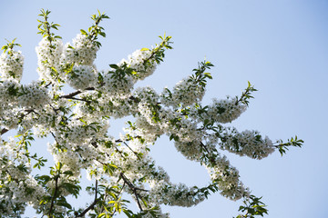 Cherry tree spring blossom, branch with flowers closeup
