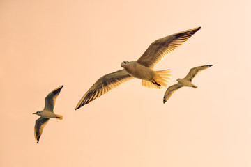 Seagull Trio in the Sky