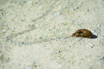 Slug leaving its trail on a dirt road