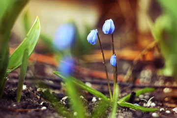 Blue spring flower.Scilla