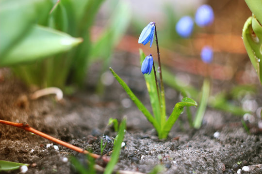 Fototapeta Blue spring flower.Scilla