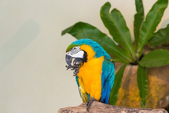 Blue-and-yellow macaw parrot (Ara ararauna) in Kuala Lumpur bird park, Malaysia