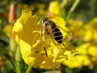 bee in the flower