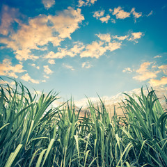 Sugar cane with nice sky - retro vintage filter effect