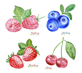 Watercolor Berries on white background.