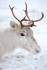 Fototapeta premium Reindeer
