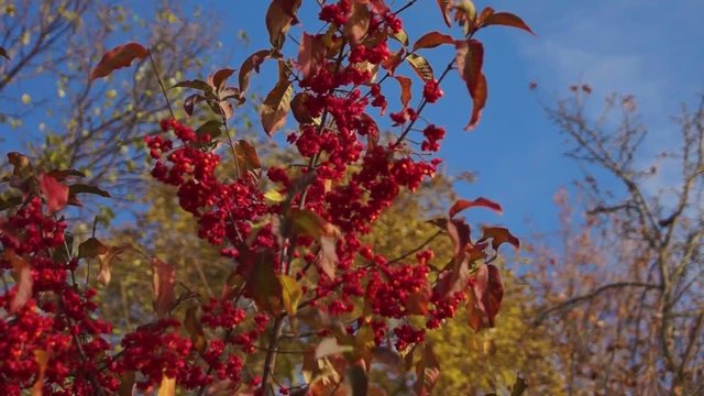 spindle tree