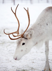 Reindeer