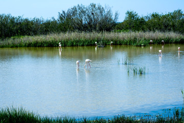 Beautiful landscape of a lagoon with flamingo birds