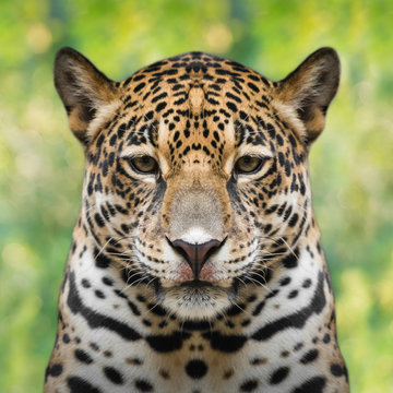 Jaguar face close up