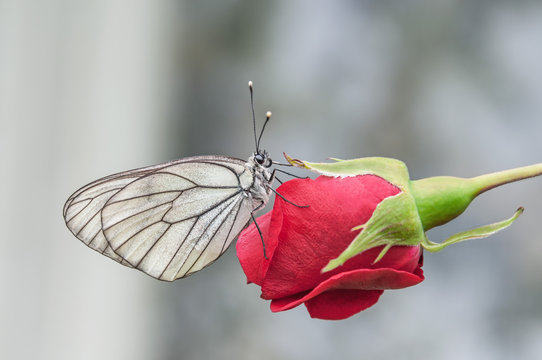 butterfly aporia Crataegi sitting on a red flower
