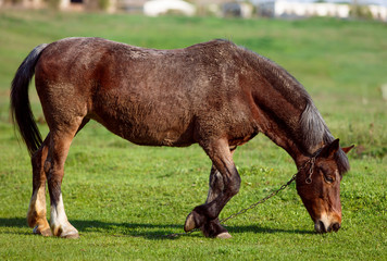 Horse on a grass background