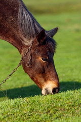 Horse on a grass background