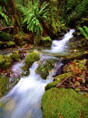 Small flowing stream