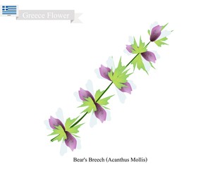 Bear's Breech Flowers, National Flower of Greece