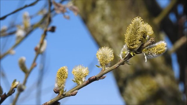 Fr&uuml;hling