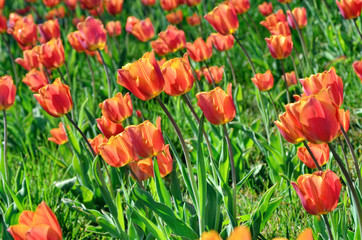 Red young tulip blossom among green grass
